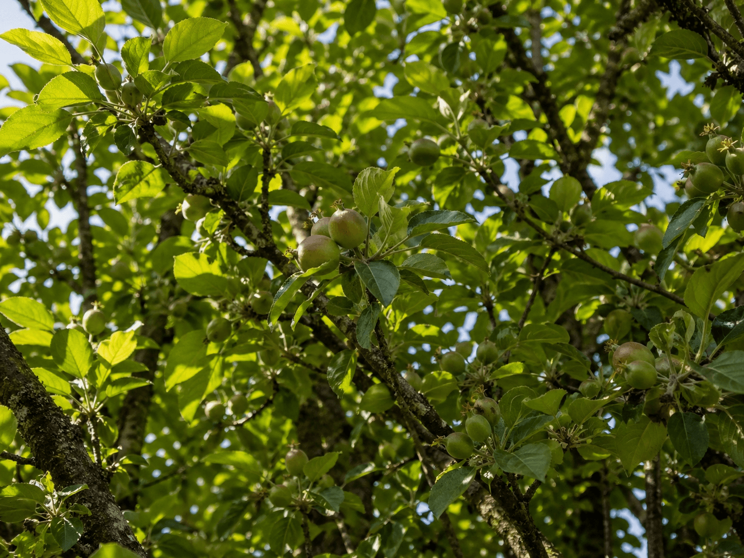 Looking up through apple branches in early summer with dappled light