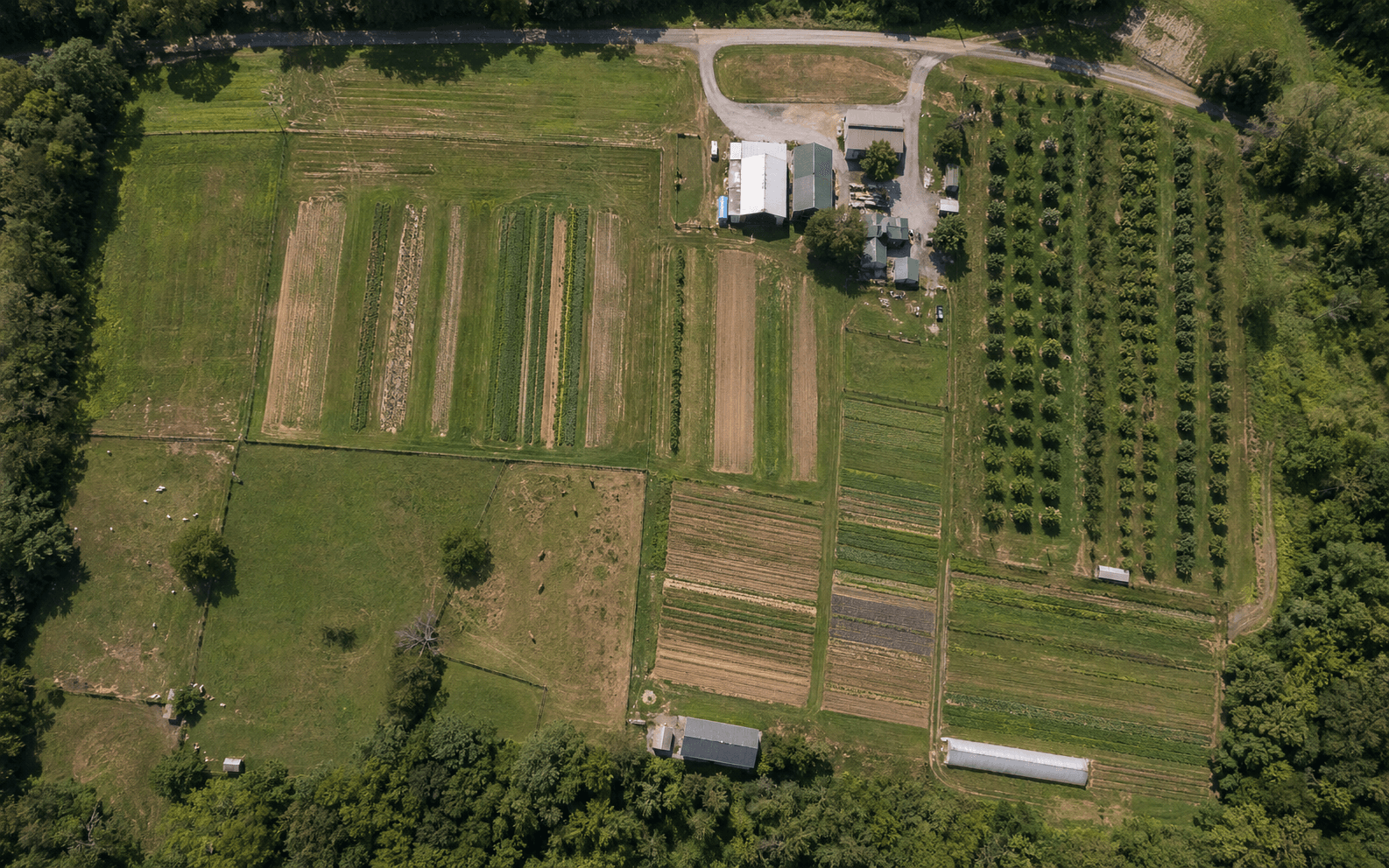 Aerial drone view of a farm with crop strips, paddocks, and orchard block