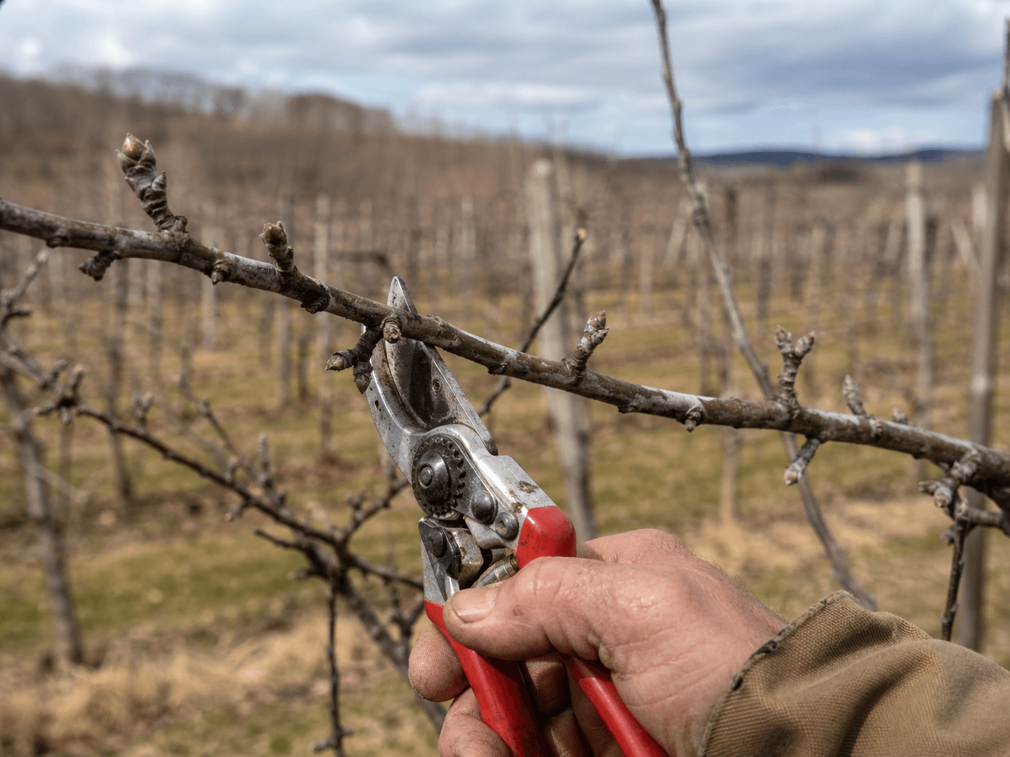 Pruning shears mid-cut on a dormant apple branch